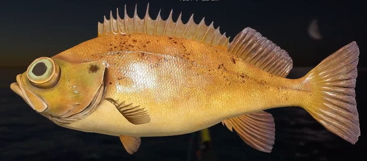 Beaked redfish