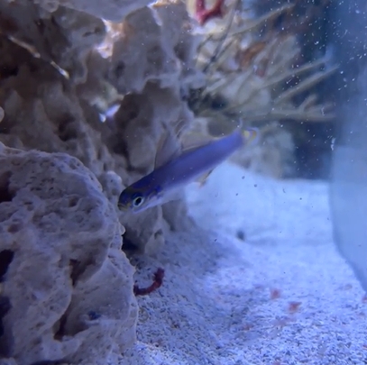 Beautiful Dartfish