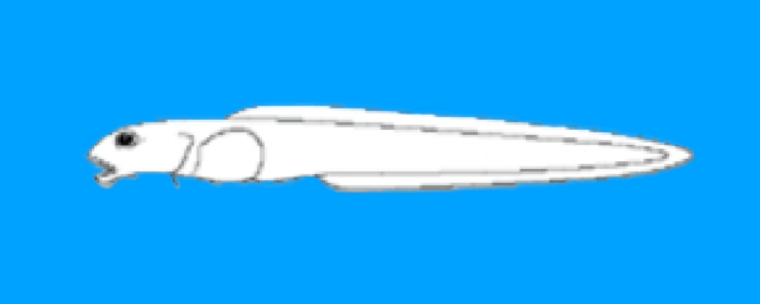 Bellingshausenia olasoi