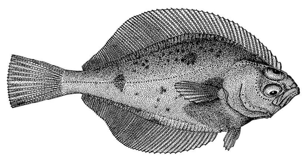 Bering flounder