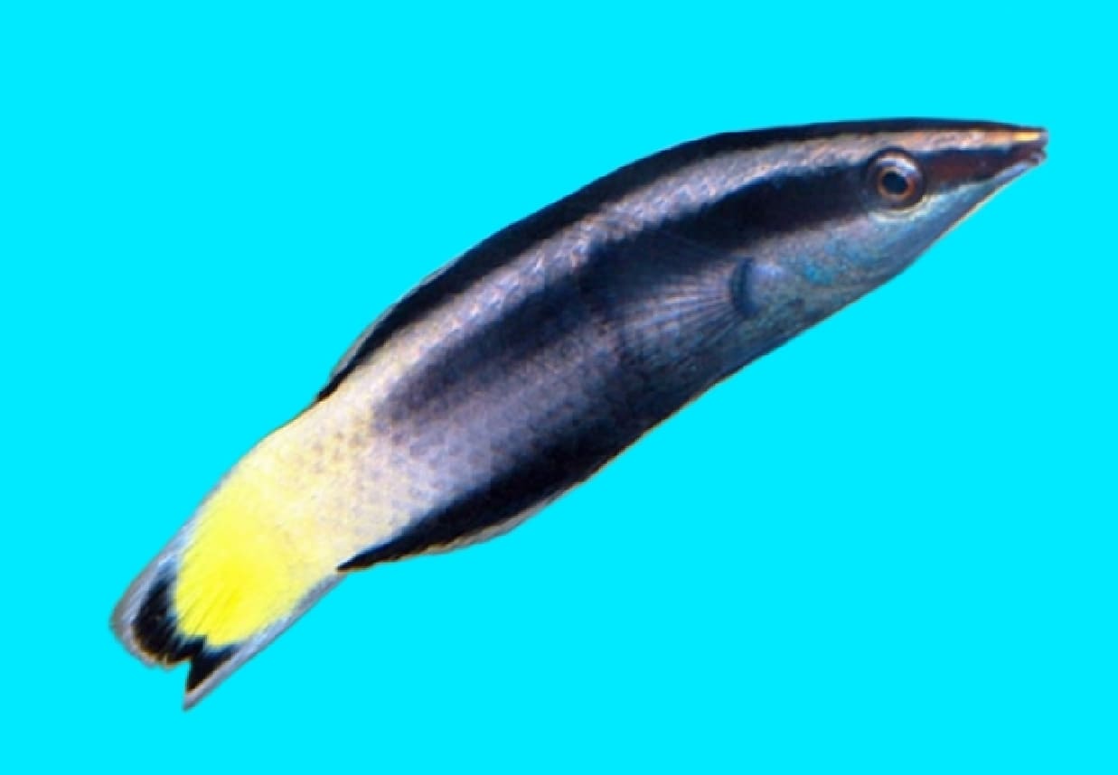 Bicolor cleanerfish