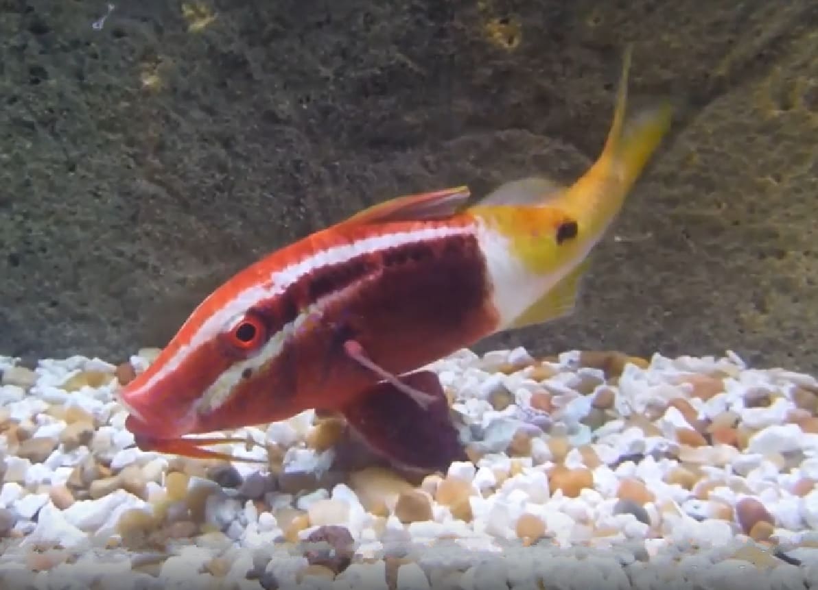Bicolor goatfish