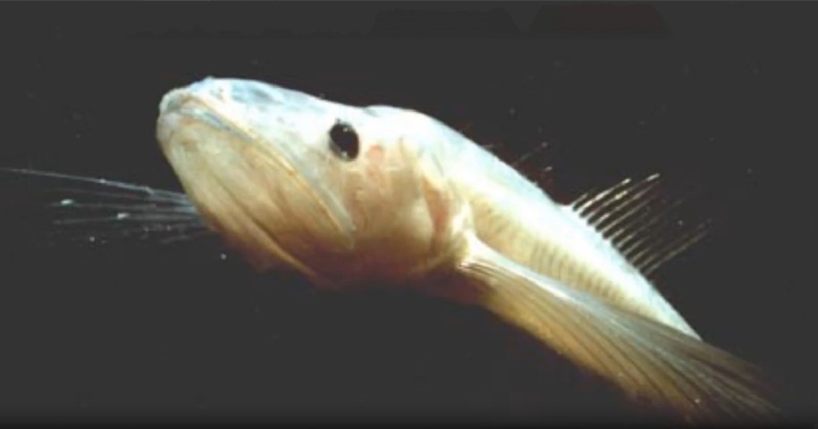 Big Baikal oilfish