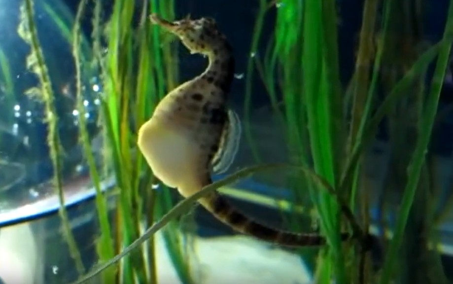 Big-belly seahorse