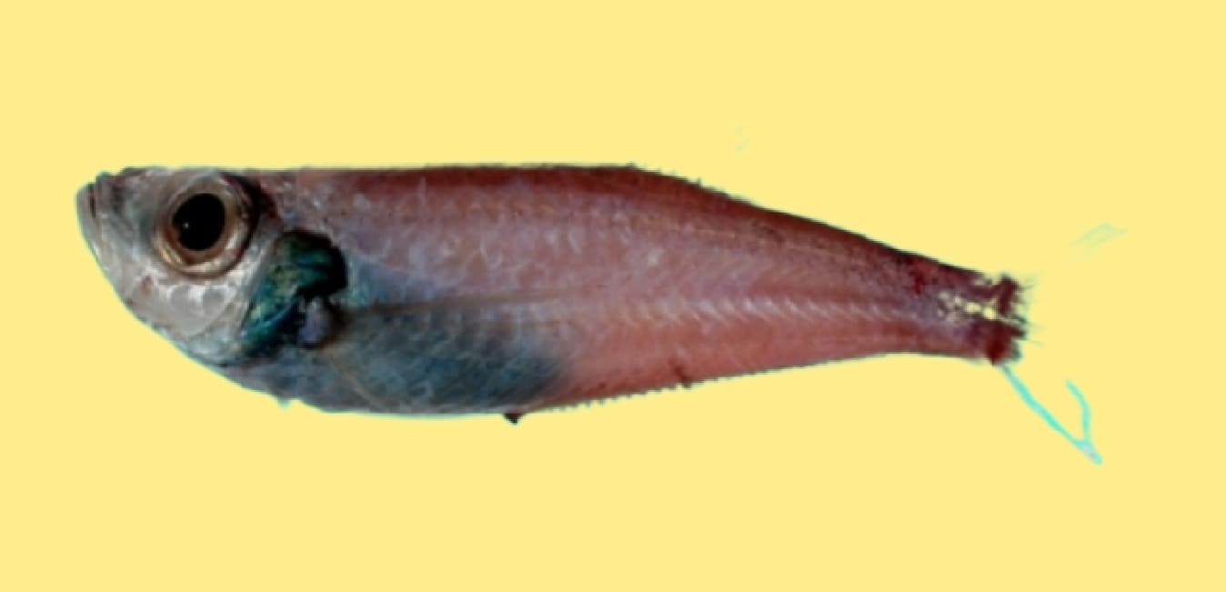 Big-headed deepsea herring