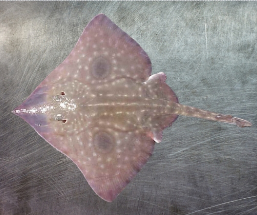 Big skate