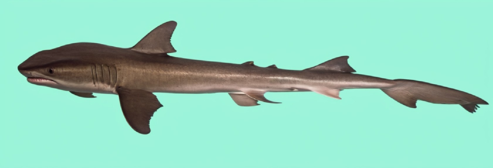 Bigeye houndshark