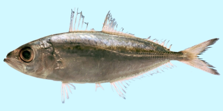 Bigeye scad