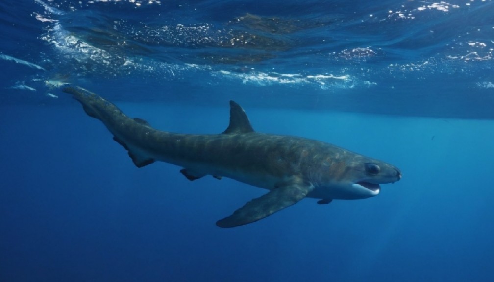 Bigeye thresher
