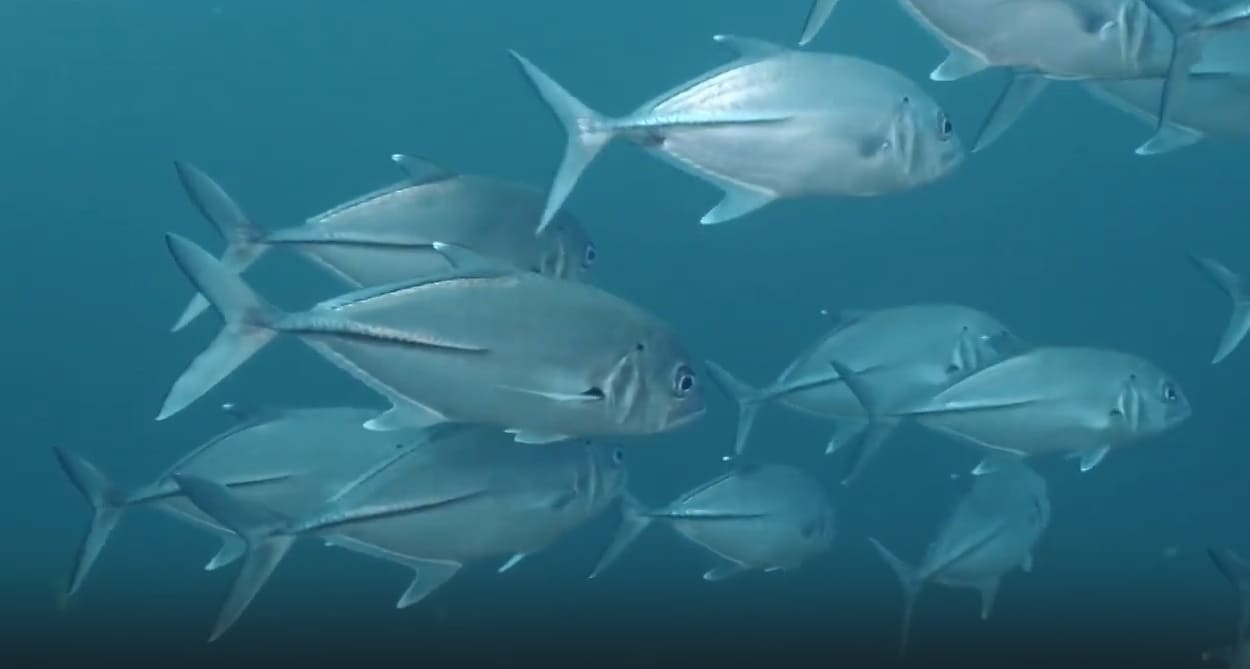 Bigeye trevally