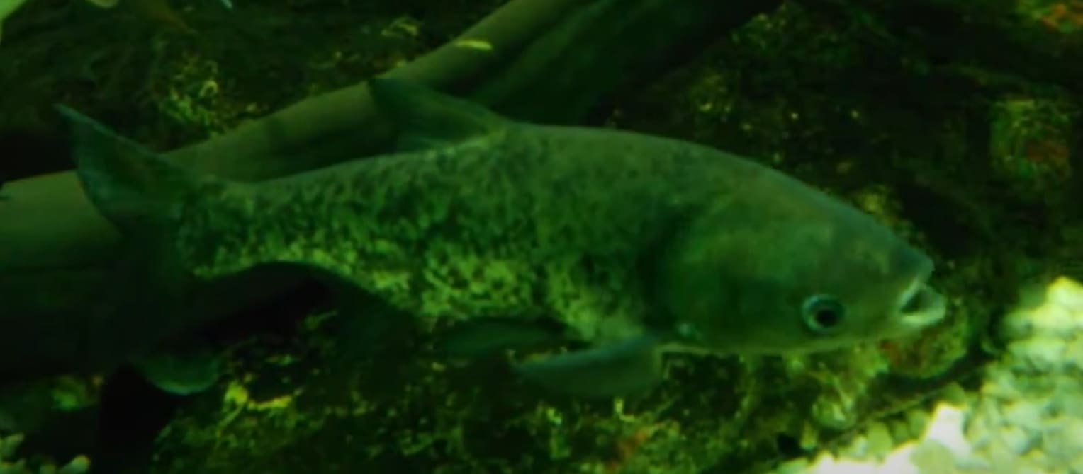 Bighead carp