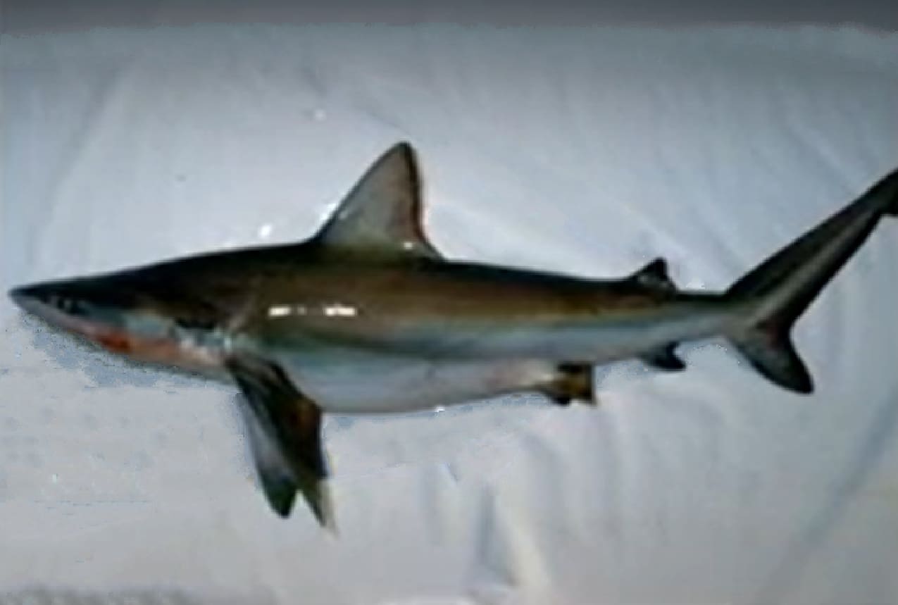 Bignose shark