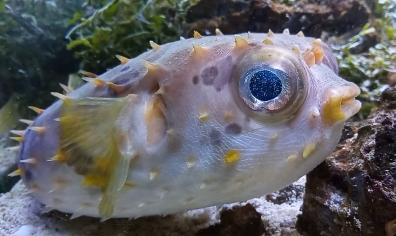 Birdbeak burrfish