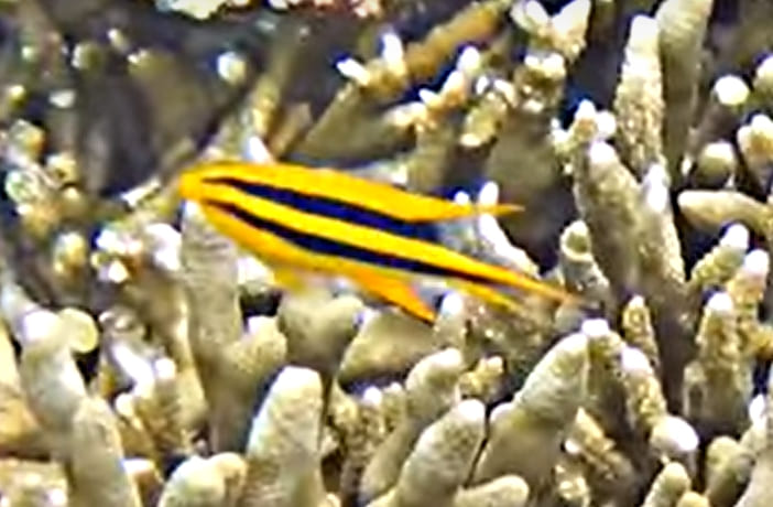 Black-and-gold chromis