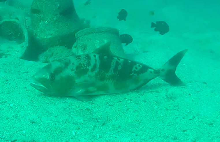 Black-banded trevally