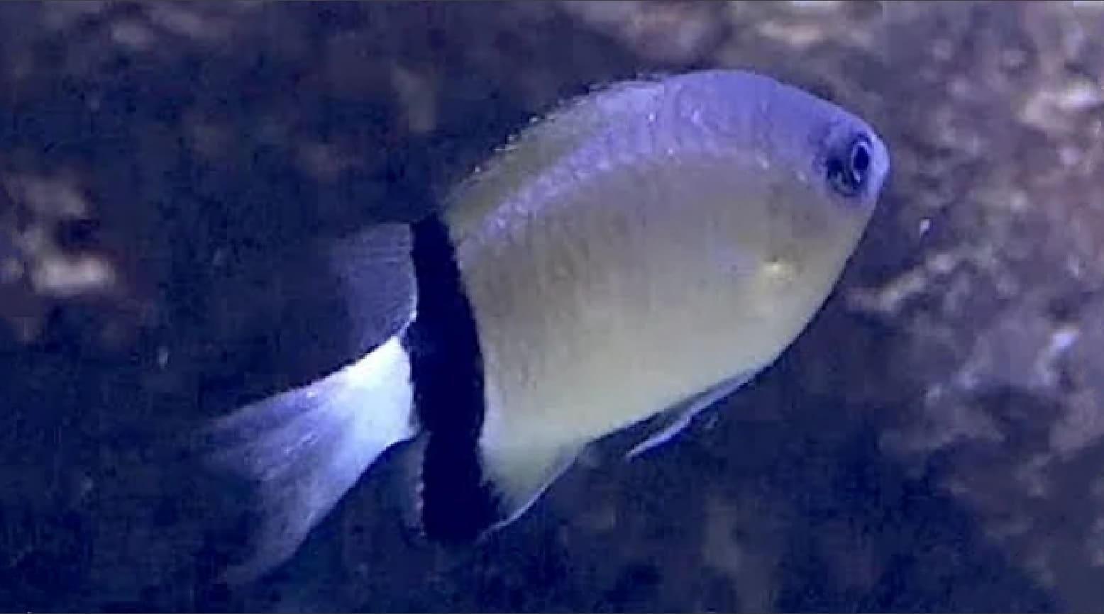 Black-bar chromis