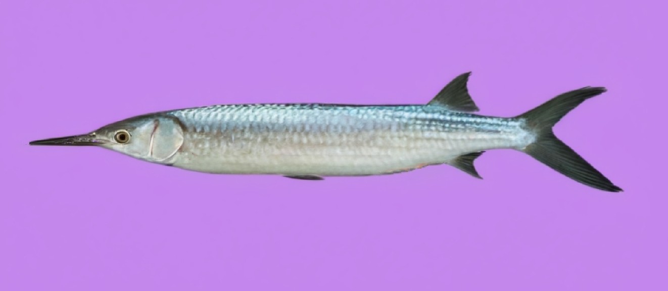 Black-barred halfbeak