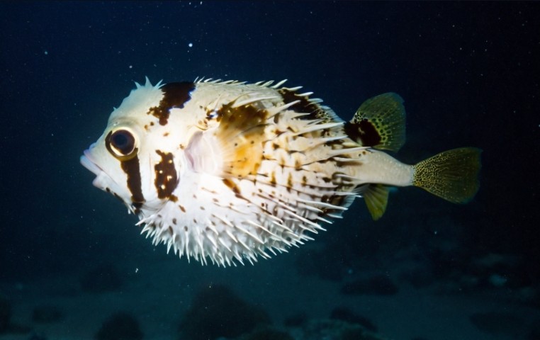 Black-blotched porcupinefish