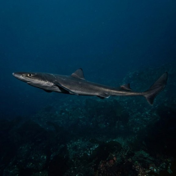 Black dogfish