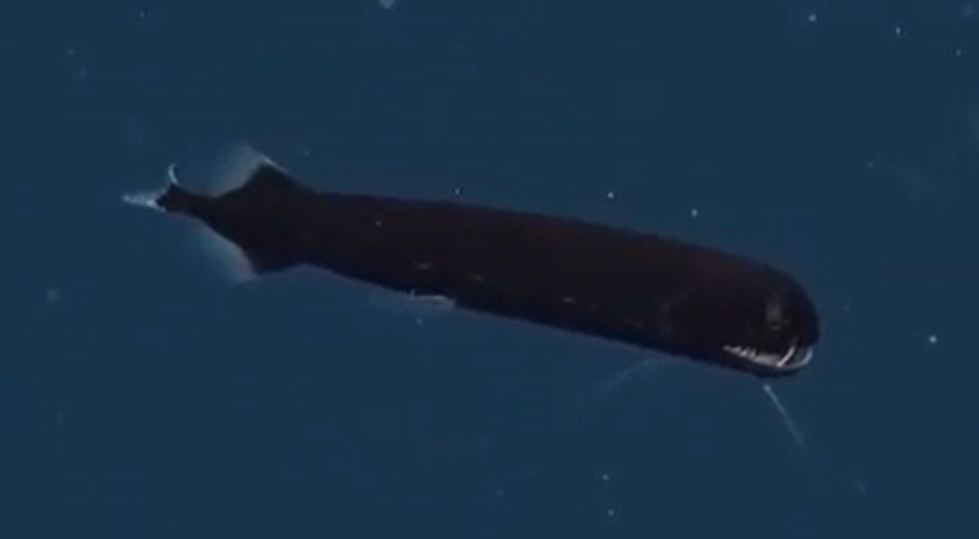 Black dragonfish