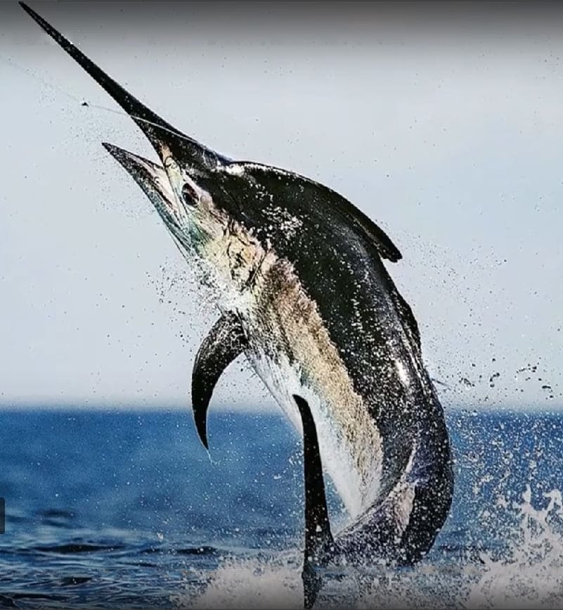 Black marlin