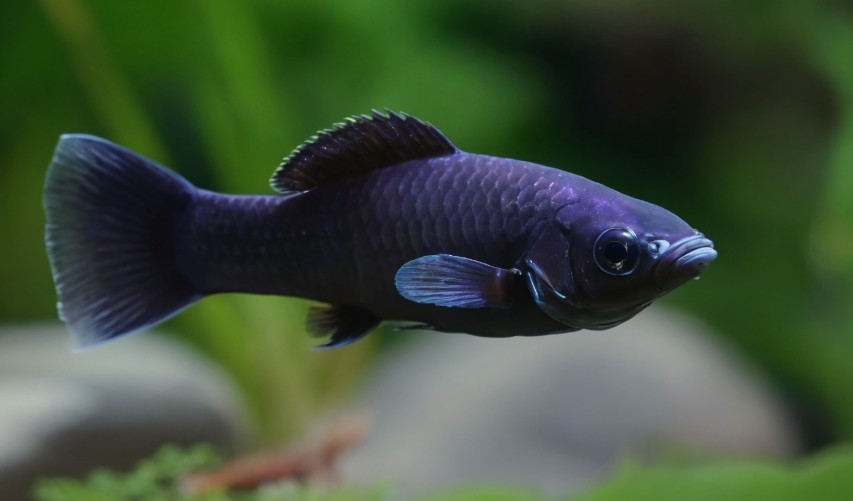 Black Molly