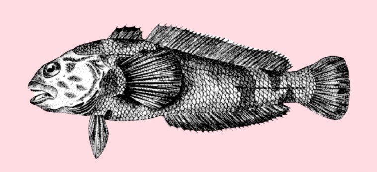 Black rockcod