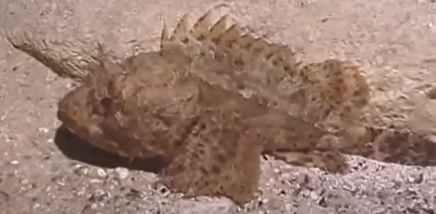 Black Scorpionfish
