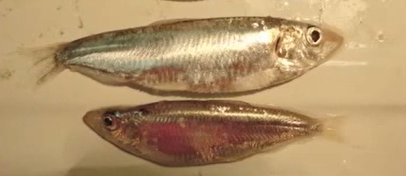 Black Sea sprat