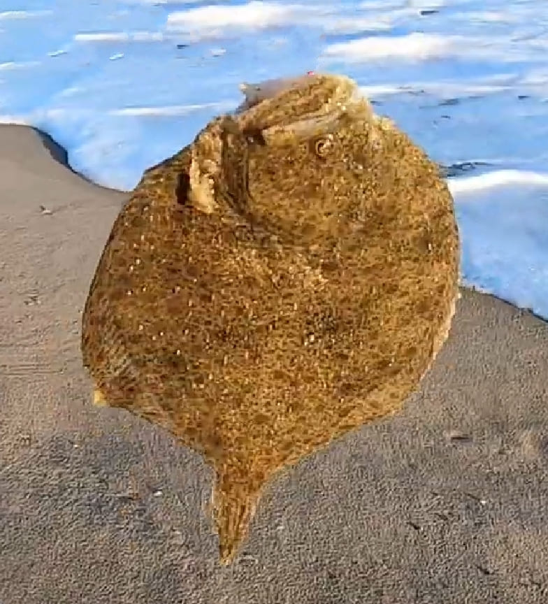 Black Sea turbot