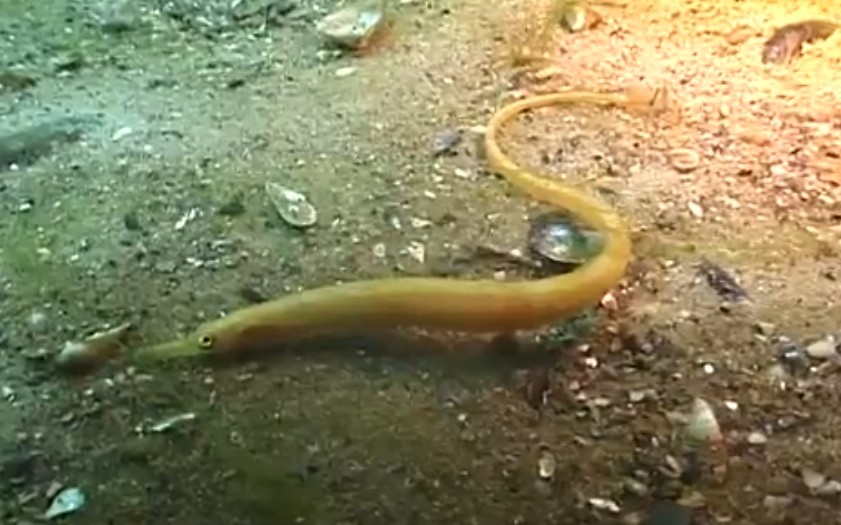 Black-striped pipefish