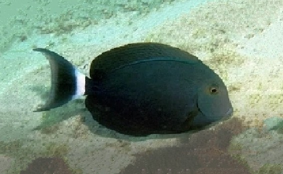 Black surgeonfish