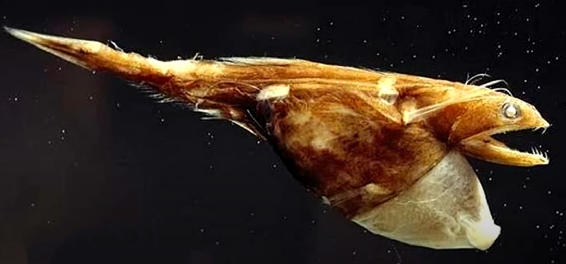 Black swallower