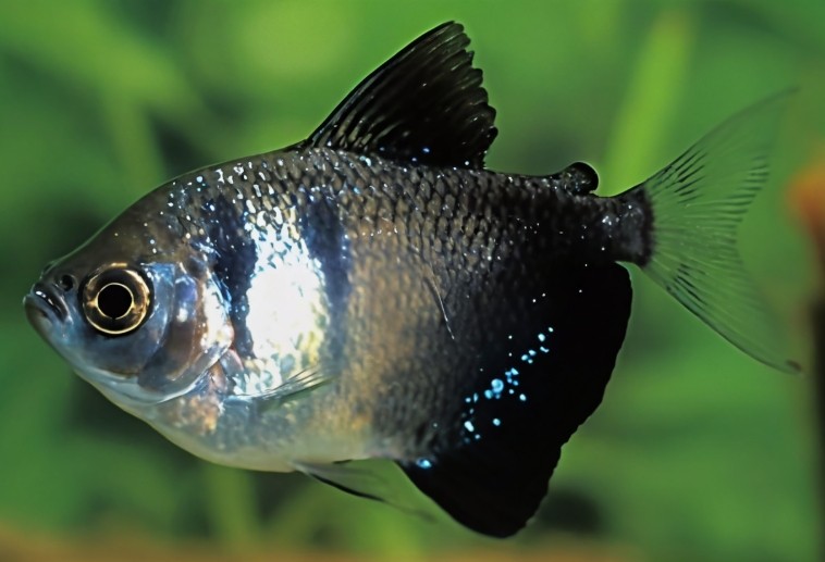 Black tetra