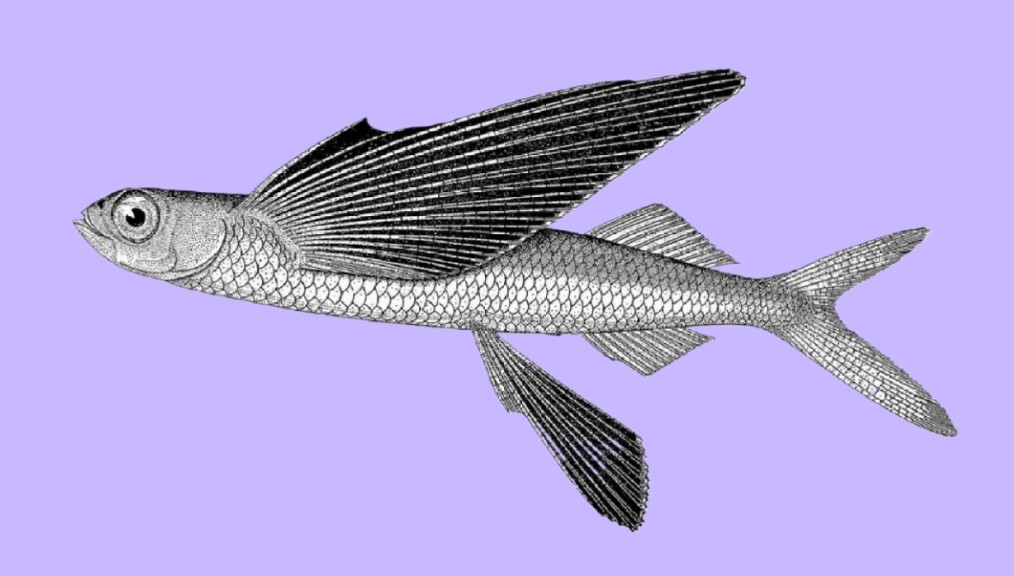 Black wing flyingfish