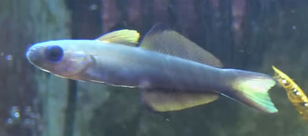 Blackfin dartfish