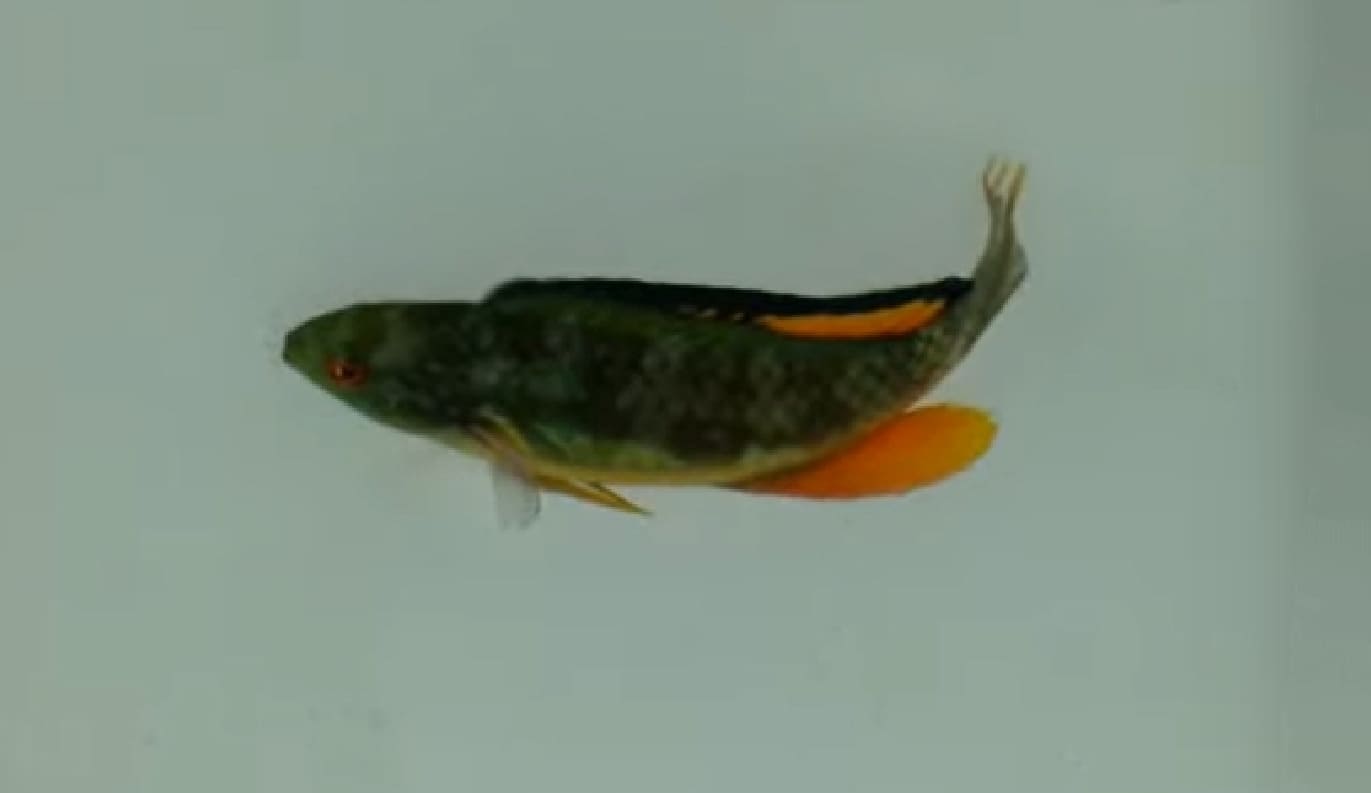 Blackfin fairy-warsse