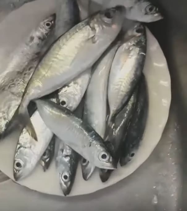 Blackfin scad
