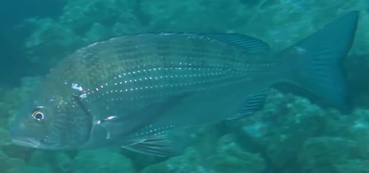 Blackhead seabream