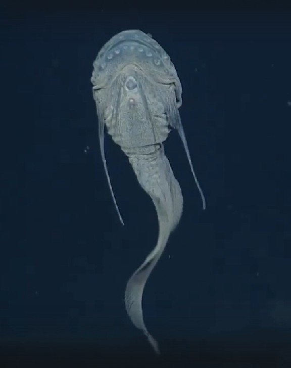 Blackhead strainer snailfish
