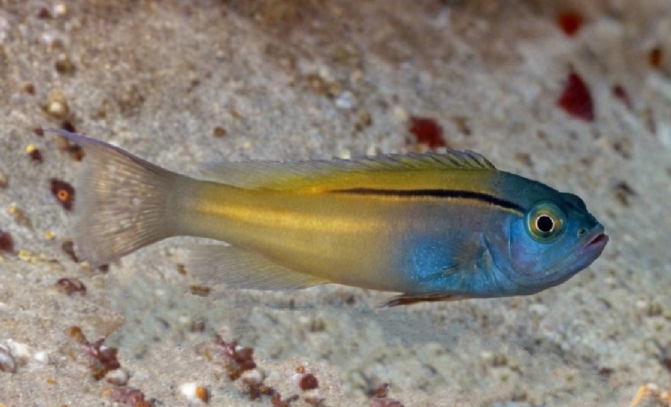 Blackline fangblenny