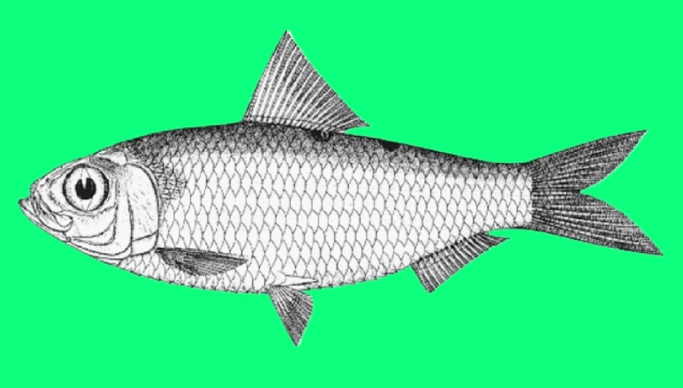 Blacksaddle herring