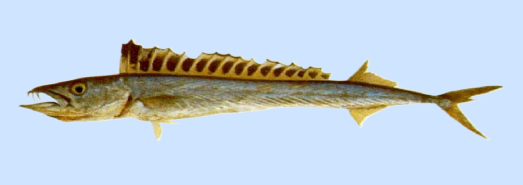 Blacksail snake mackerel