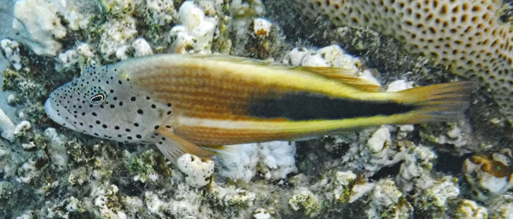 Blackside hawkfish