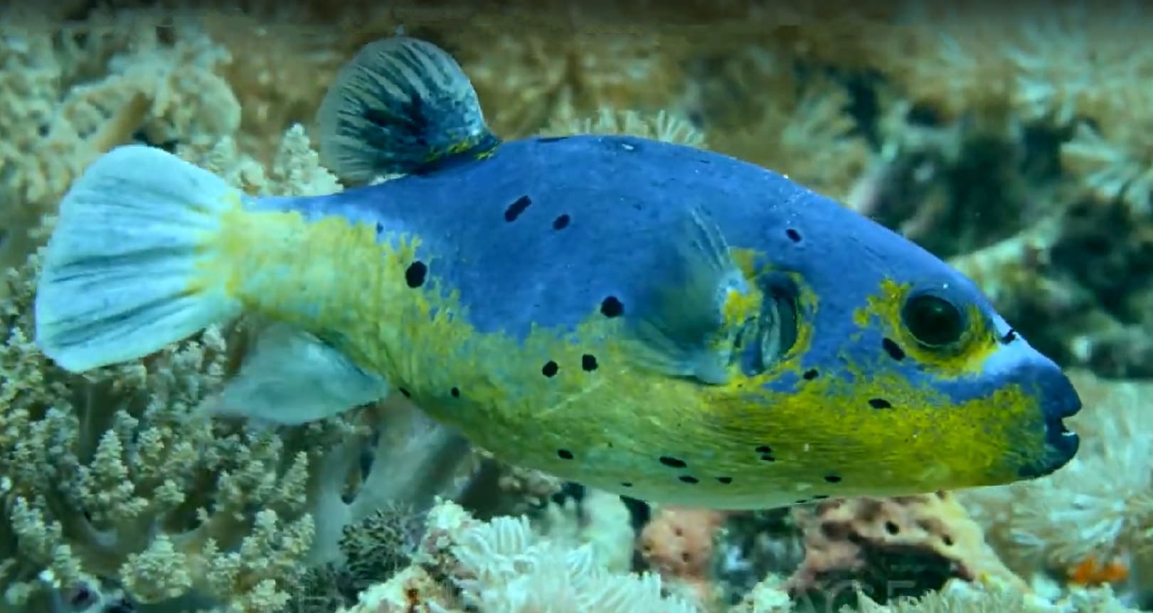 Blackspotted puffer