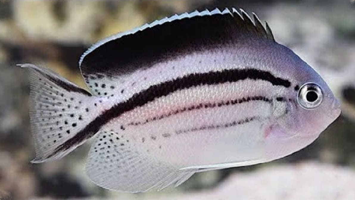 Blackstriped angelfish