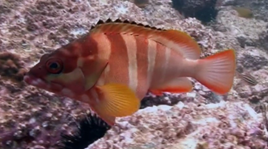 Blacktip grouper