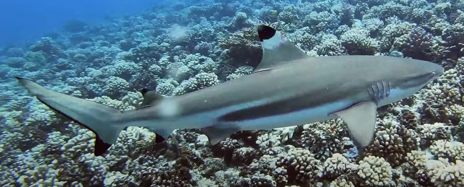 Blacktip reef shark