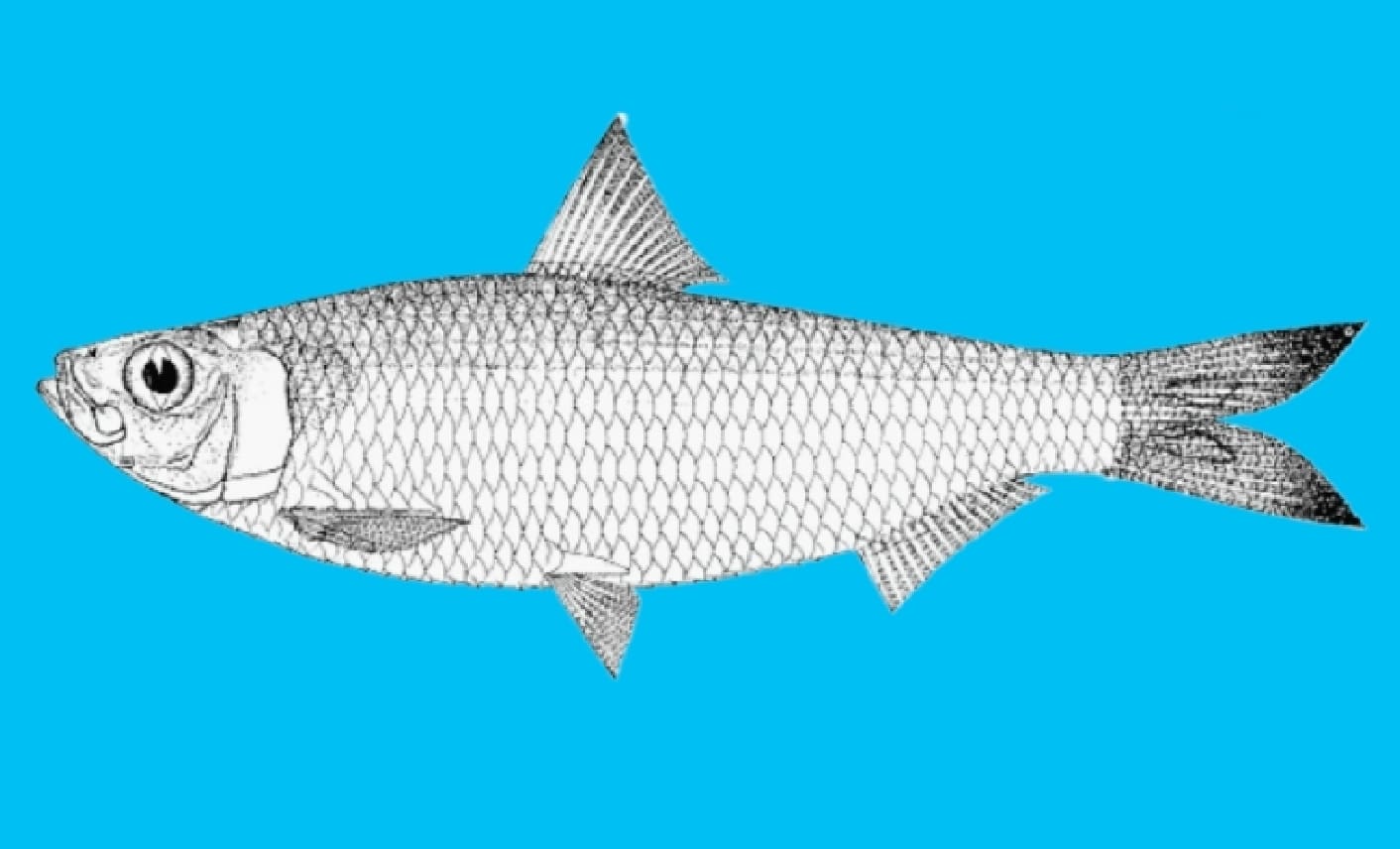 Blacktip sardinella