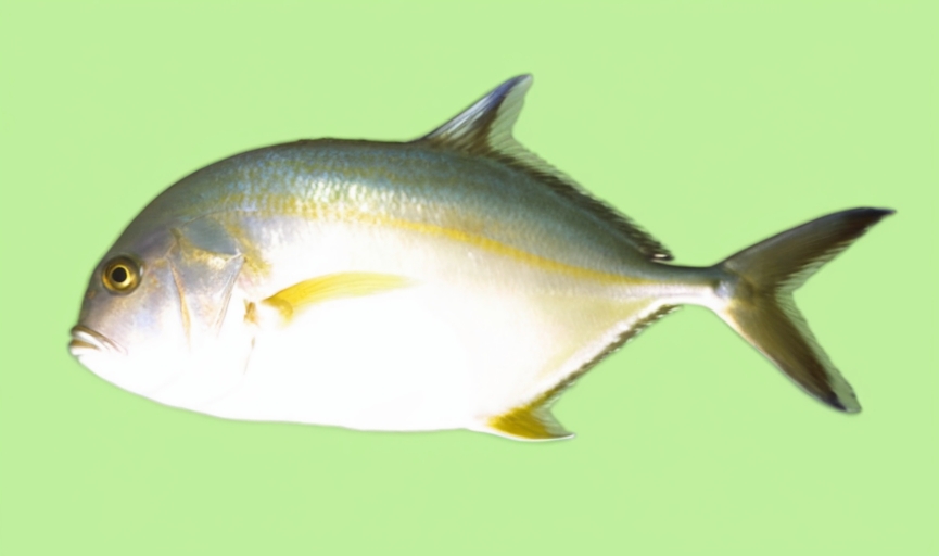 Blacktip trevally